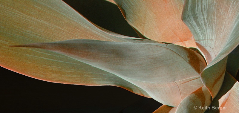 Agave in Flight #2 - ID: 14460905 © J. Keith Berger