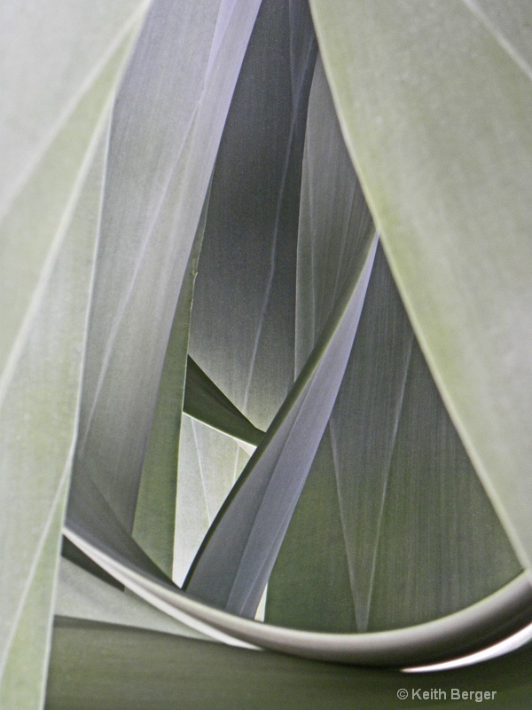 Agave #11 - ID: 14460906 © J. Keith Berger