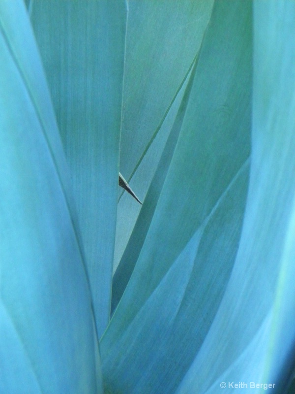 Agave #12 - ID: 14460907 © J. Keith Berger