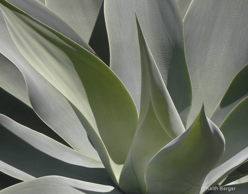 Agave #14 - ID: 14460908 © J. Keith Berger