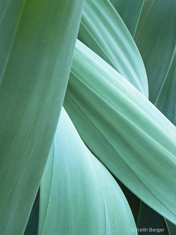 Agave #15 - ID: 14460909 © J. Keith Berger