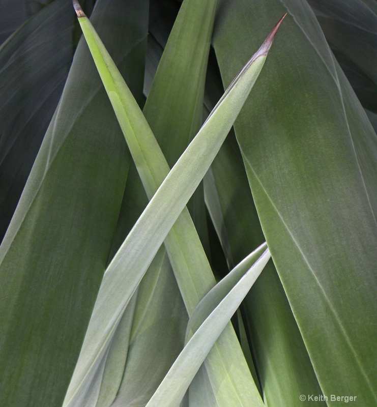 Agave #10 - ID: 14460911 © J. Keith Berger