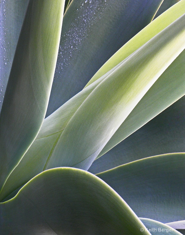 Agave #2 - ID: 14460916 © J. Keith Berger