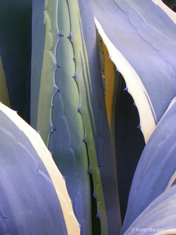 Agave #3 - ID: 14460917 © J. Keith Berger