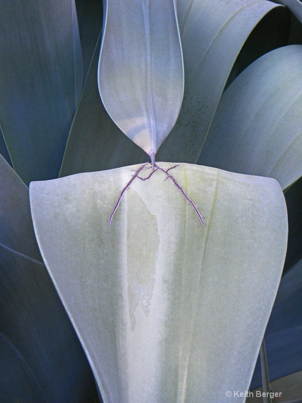 Agave #4 - ID: 14460918 © J. Keith Berger