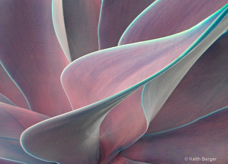 Agave #7 - ID: 14460937 © J. Keith Berger