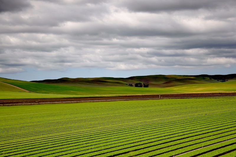 Row Crops