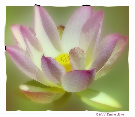 Lotus