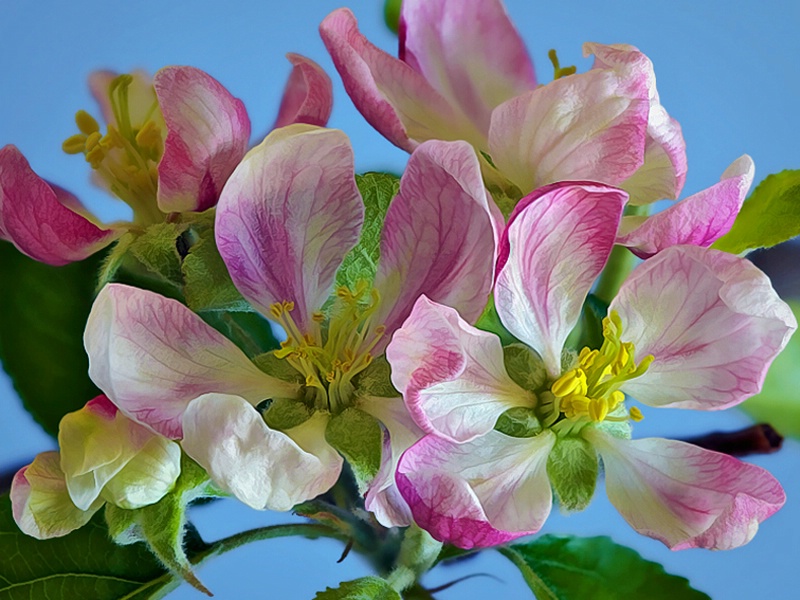 Gala Apple Blossoms