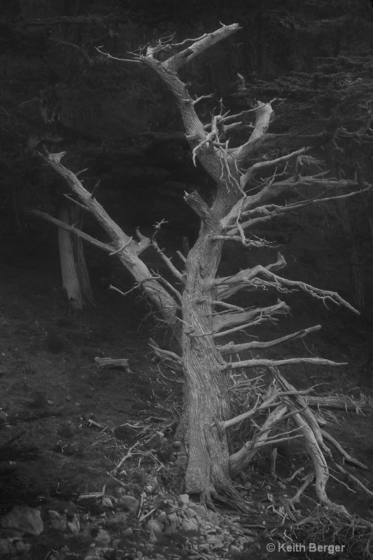Dead Tree, Point Lobos - ID: 14461796 © J. Keith Berger
