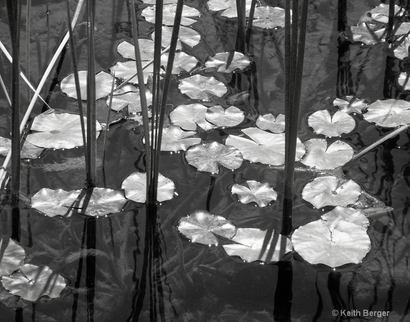 Lily Pads on the Pond - ID: 14461800 © J. Keith Berger
