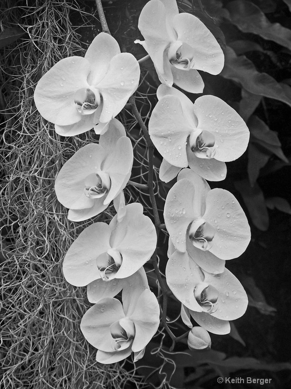 Hanging Orchids - ID: 14461803 © J. Keith Berger