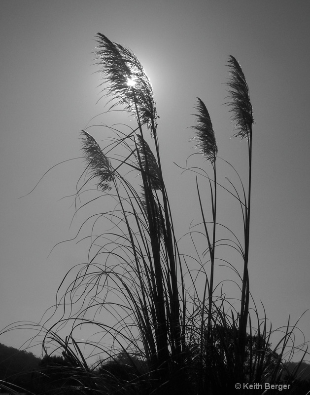 Sunlit Grasses - ID: 14461807 © J. Keith Berger