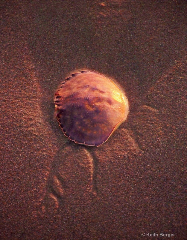 Crab Shell at Sunset - ID: 14461894 © J. Keith Berger