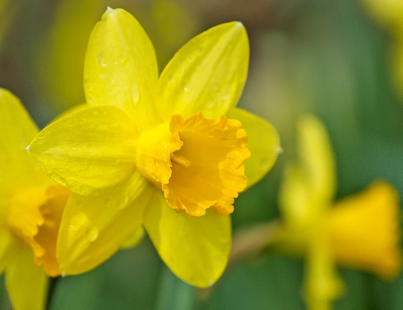 Daffodil Spring