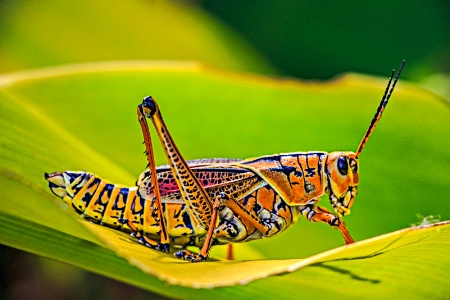 Chillin' Grasshopper