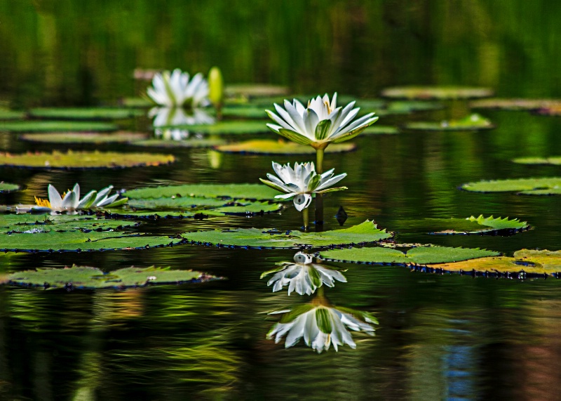 reflective morning