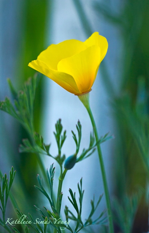 Early Spring Poppy . . .