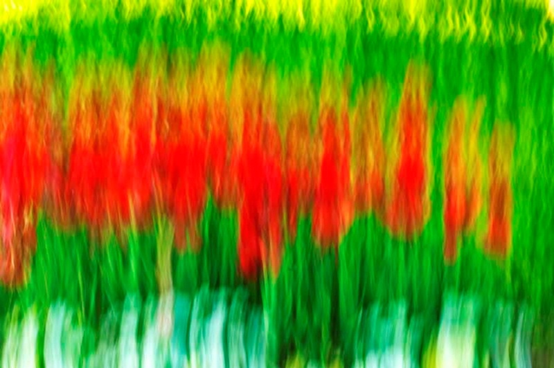 Tulips in Motion