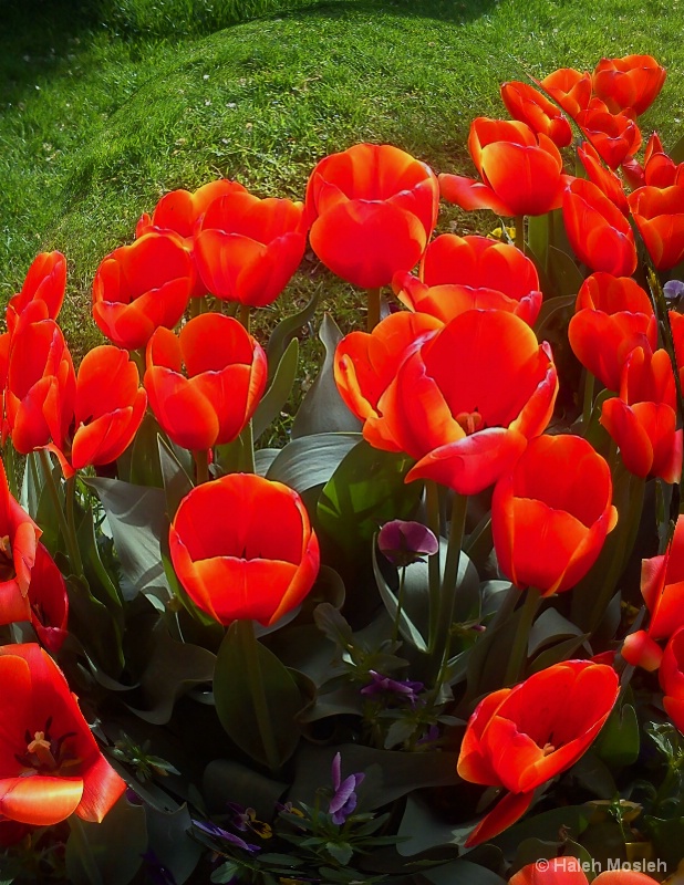 Tulips Luxuriance