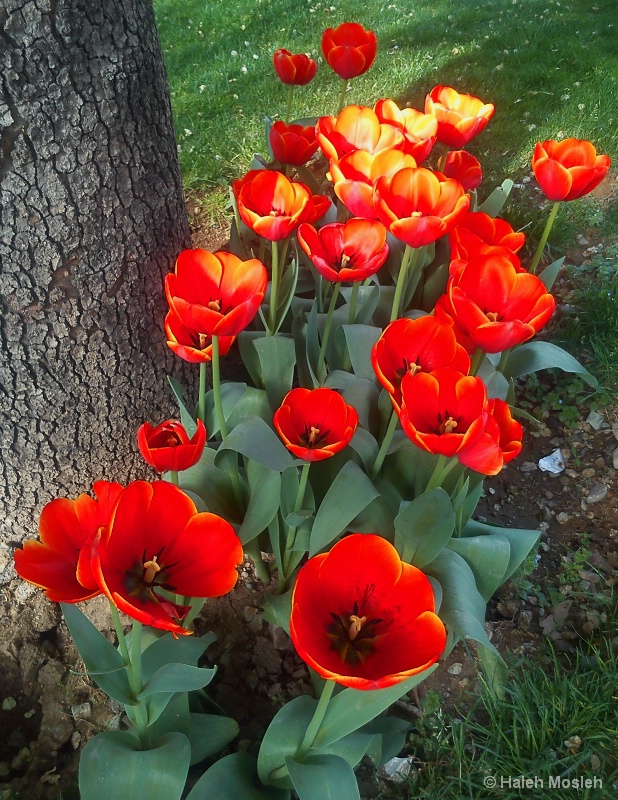 Bounty of Tulips