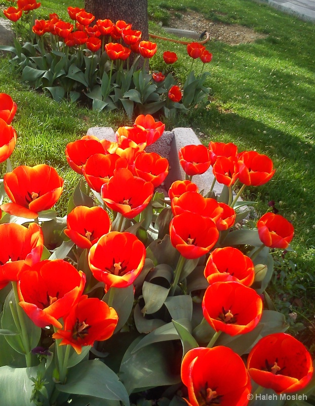 Tulips, everywhere
