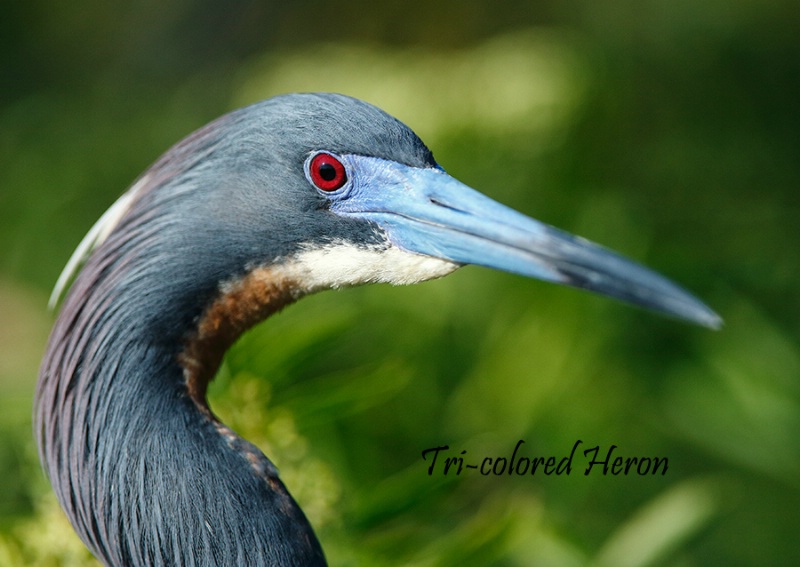 Tri-Colored Heron Portrait