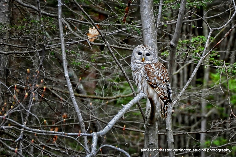 my barred owl