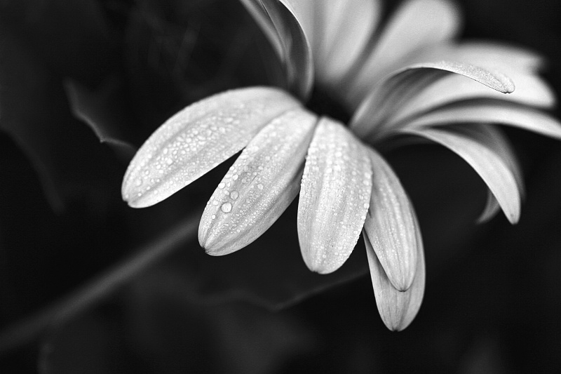 osteospermum, in b&w