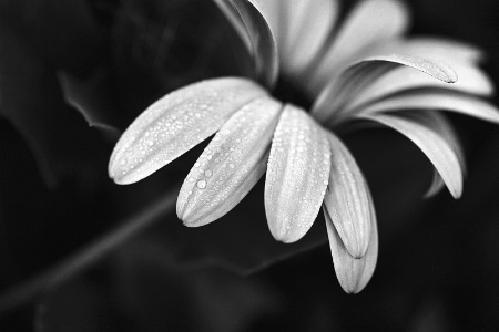 osteospermum, in b&w