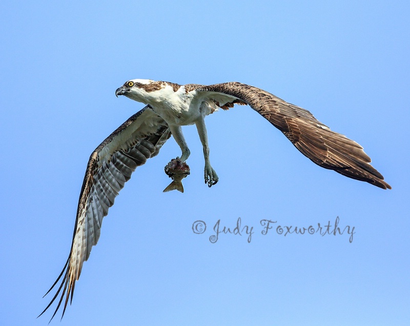 Osprey In Flight With Fish