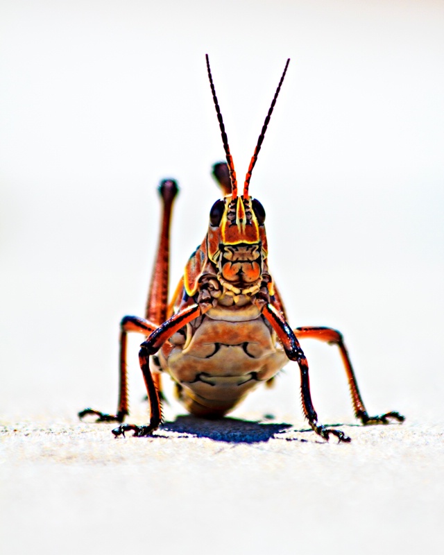 Grasshopper walking on a sunny day