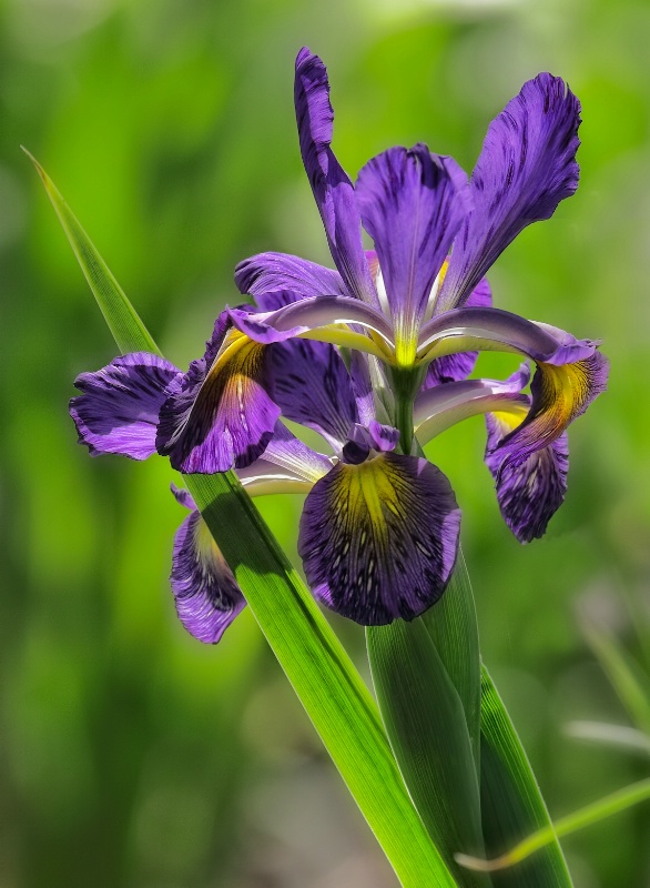 Purlple Iris