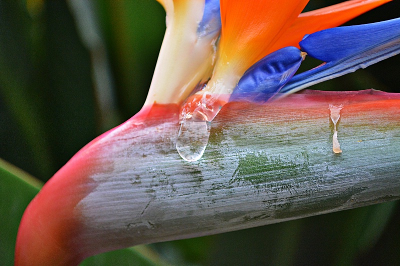 Bird of Paradise Tears