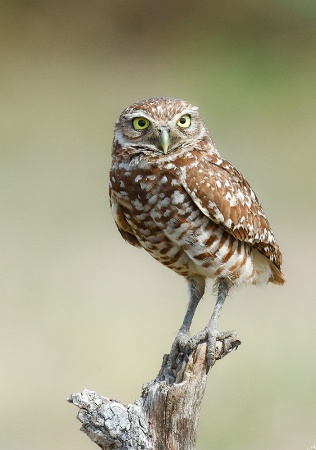 Burrowing Owl