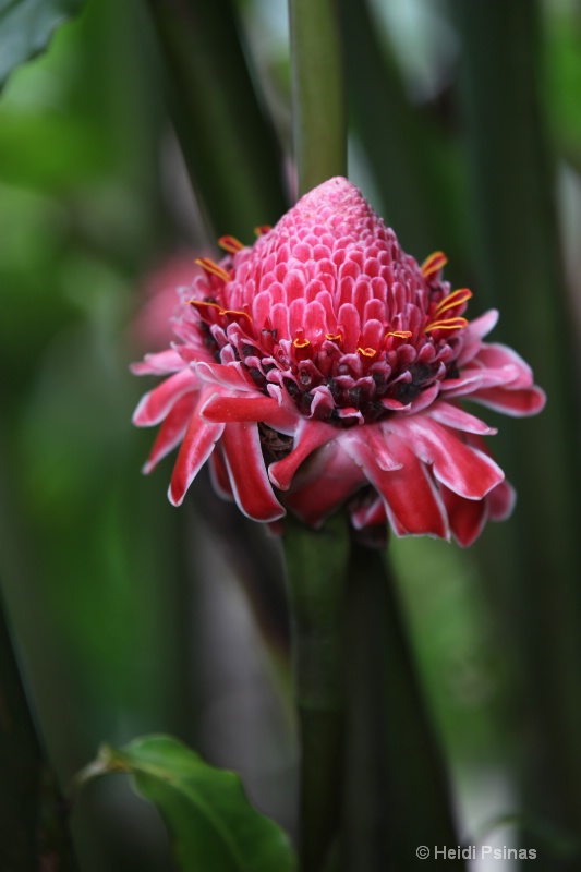 puerto rican Pink