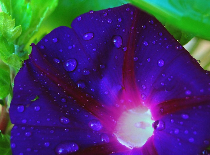 Morning Glory With Dew Drops