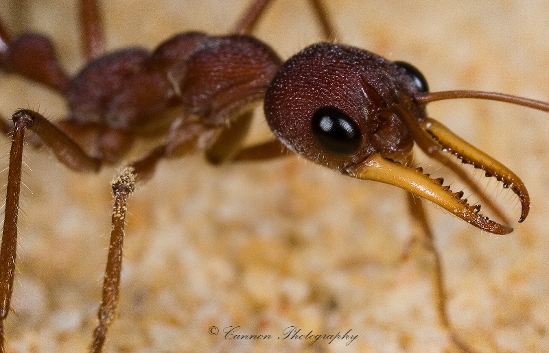 Ant Profile