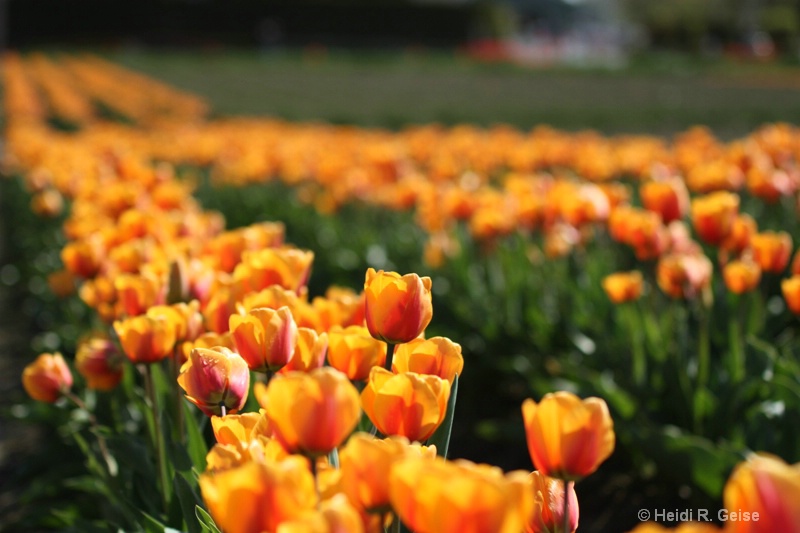 Skagit Valley Early Tulips