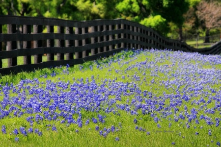 Blue Bonnet Fence Line