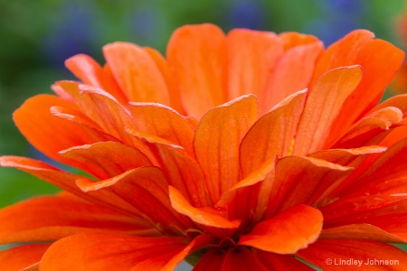 Orange!