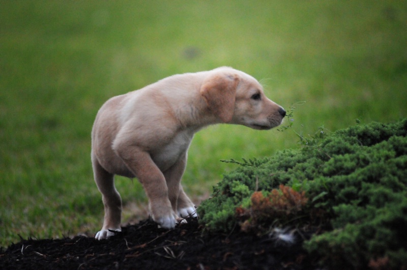 Stop and smell the roses...and the weeds too