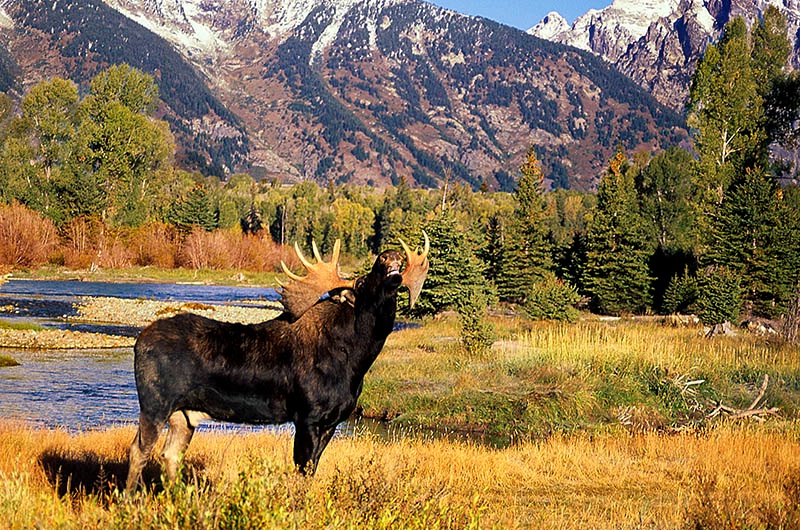 Teton Moose