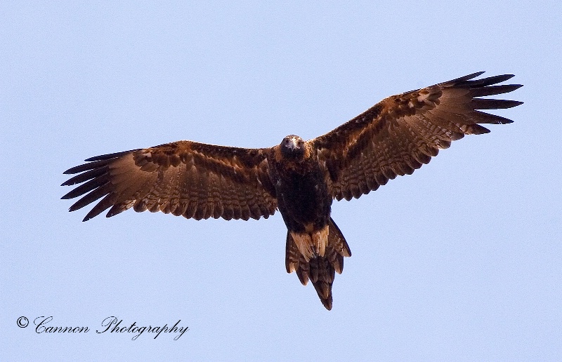 Wary Wedge tailed eagle