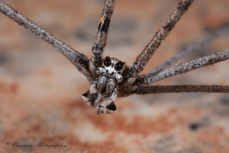 Ogre-Faced Spider, Net-Casting Spider