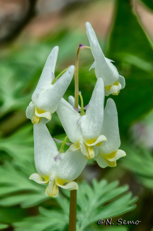 Dutchman's Breeches.