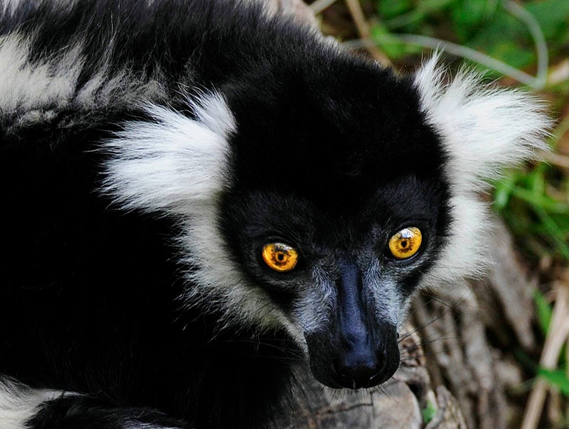 Black and White Ruffed Lemur