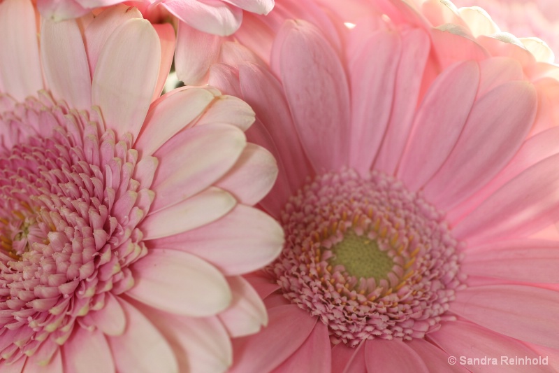 Pink Gerbera Daisy 1