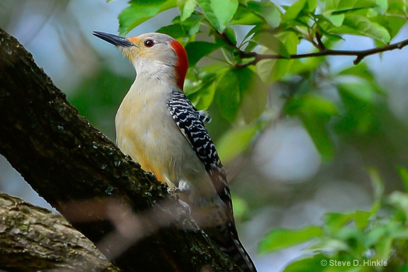 Matured, Red Belly WoodPecker (FEMALE)