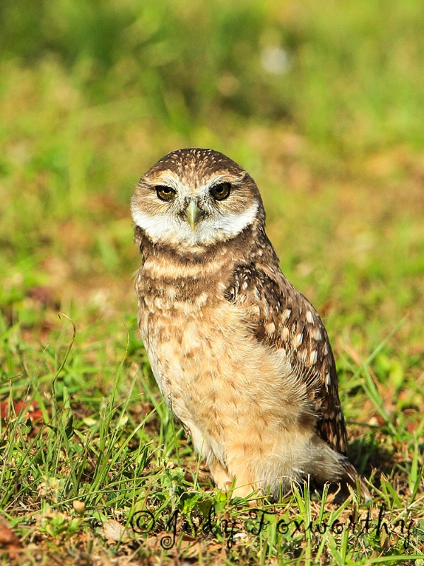 Burrowing Owl Nestling